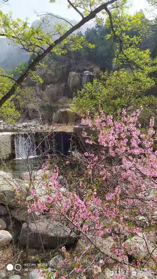 泰安桃花峪需要买门票吗,我不打算上山,就是玩玩……还有怎么去桃花峪?桃花峪看桃花收费-图2 泰安桃花峪需要买门票吗,我不打算上山,就是玩玩……还有怎么去桃花峪?桃花峪看桃花收费-图2