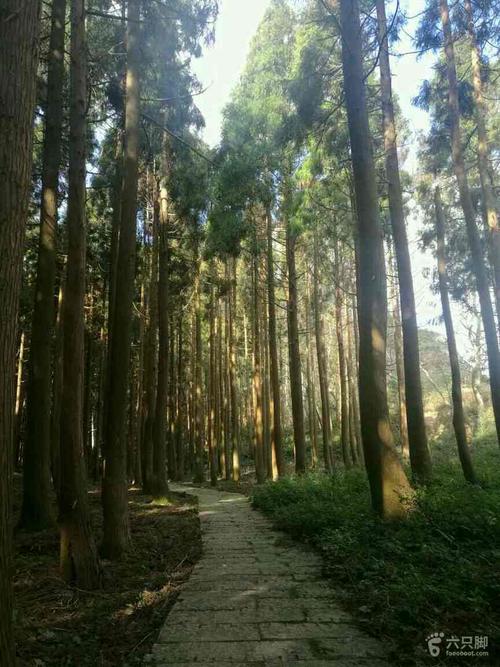 脚尖滑过的地方描写的是?满田森林公园收费吗-图3 脚尖滑过的地方描写的是?满田森林公园收费吗-图3