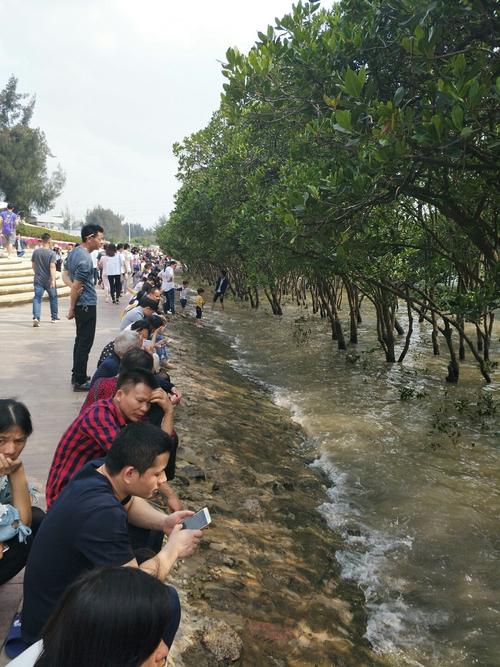 西湾红树林公园停车方便吗?红树林停车收费-图3 西湾红树林公园停车方便吗?红树林停车收费-图3