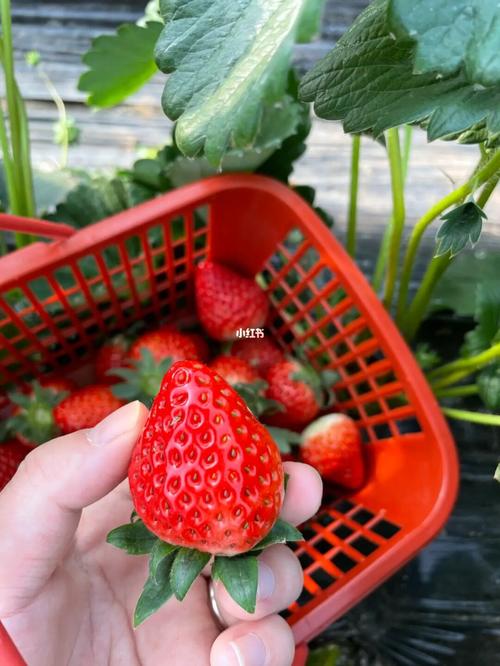 东北草莓几结果?济南摘草莓怎么收费-图2 东北草莓几结果?济南摘草莓怎么收费-图2