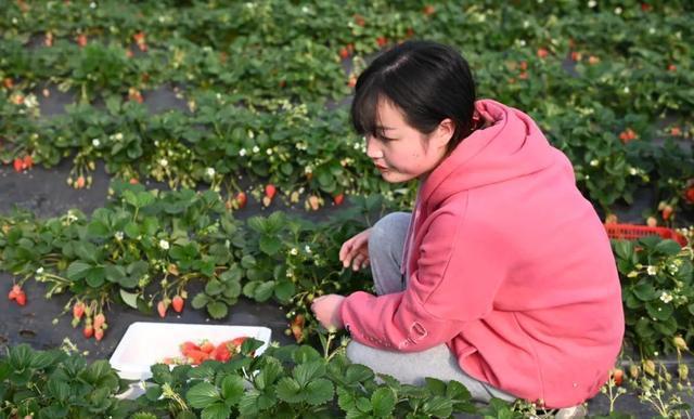东北草莓几结果?济南摘草莓怎么收费-图3 东北草莓几结果?济南摘草莓怎么收费-图3