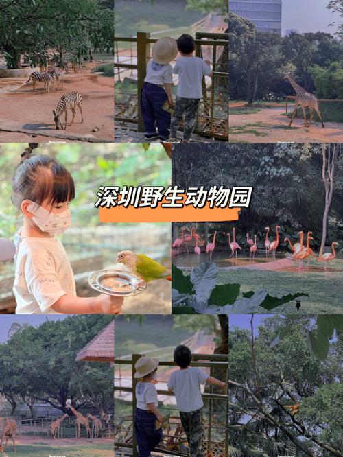 深圳野生动物园可以寄存行李吗?深圳机场行李寄存收费-图3 深圳野生动物园可以寄存行李吗?深圳机场行李寄存收费-图3
