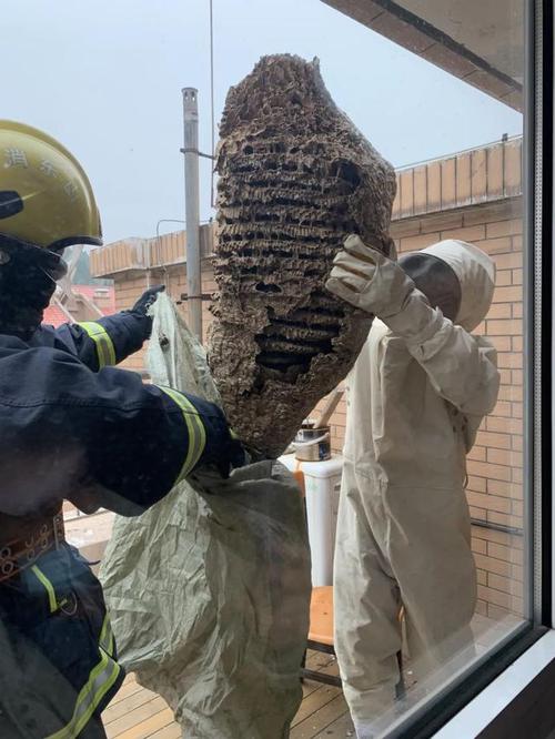 打119捅马蜂窝要给钱吗?119除蚂蜂窝收费吗-图3 打119捅马蜂窝要给钱吗?119除蚂蜂窝收费吗-图3