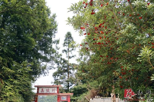 广西平果市哪里有摘杨梅的地方？百色园博园这边的草莓园怎么收费