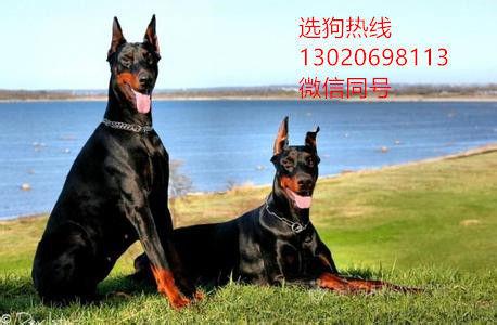 5个月左右的杜宾服从管理吗?主人收费调教划算吗-图1 5个月左右的杜宾服从管理吗?主人收费调教划算吗-图1