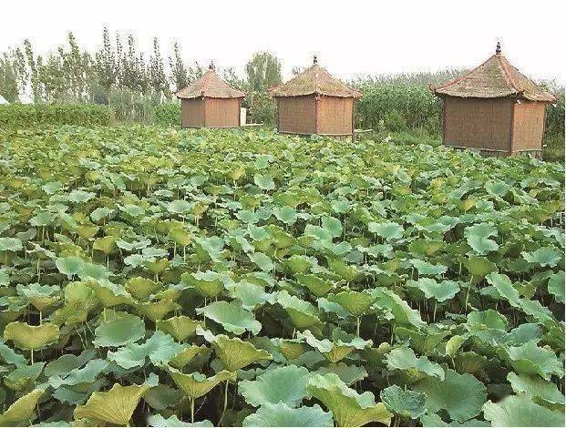 马踏湖湖区菜的历史？黑鱼湖烧烤怎么收费