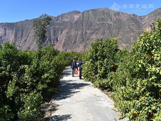 有什么快递能寄到云南省楚雄州武定县心乡田心?武定县顺丰快递收费-图2 有什么快递能寄到云南省楚雄州武定县心乡田心?武定县顺丰快递收费-图2