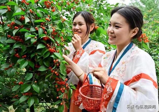 5月23日去樱桃沟还有樱桃么？洛阳樱桃采摘怎么收费