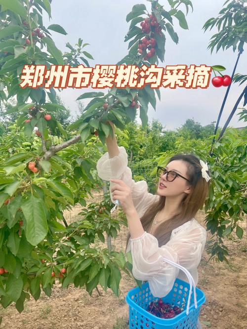 5月23日去樱桃沟还有樱桃么?洛阳樱桃采摘怎么收费-图2 5月23日去樱桃沟还有樱桃么?洛阳樱桃采摘怎么收费-图2