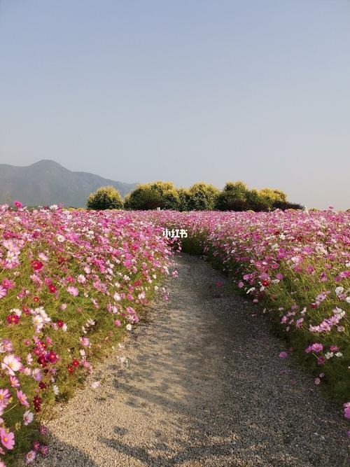 南中环桥花海怎么去？塘坑村停车场收费