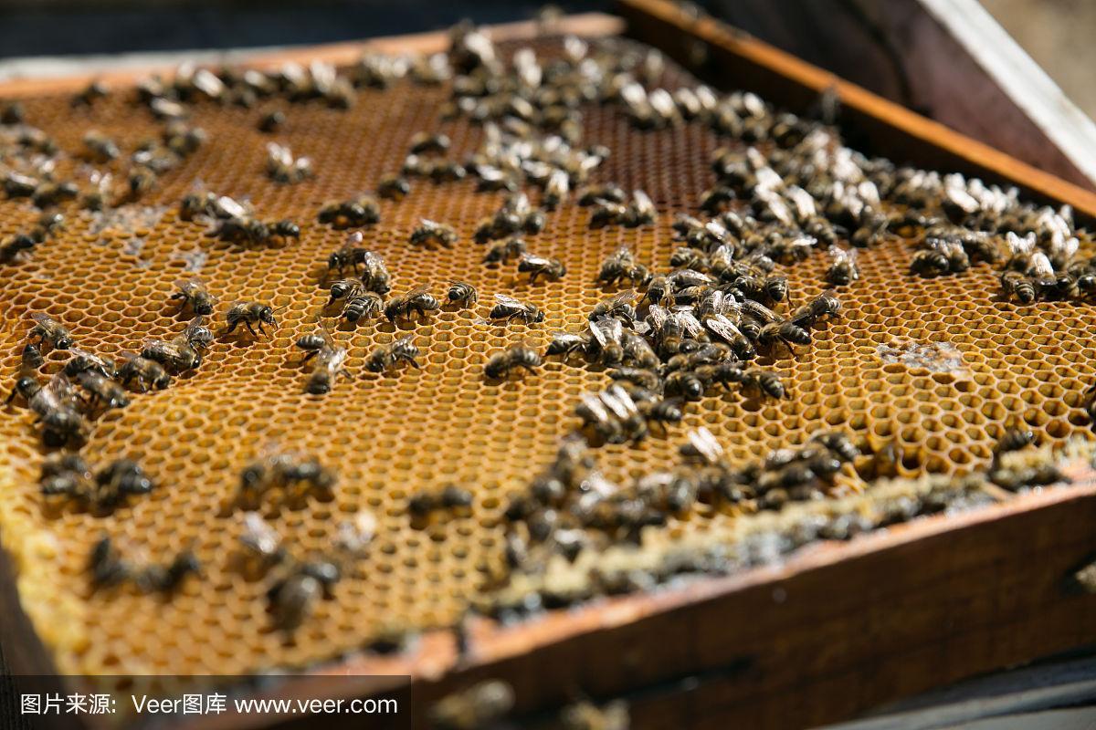 蜜蜂加脾一般在早上还是晚上?蜂巢休息仓 收费-图2 蜜蜂加脾一般在早上还是晚上?蜂巢休息仓 收费-图2