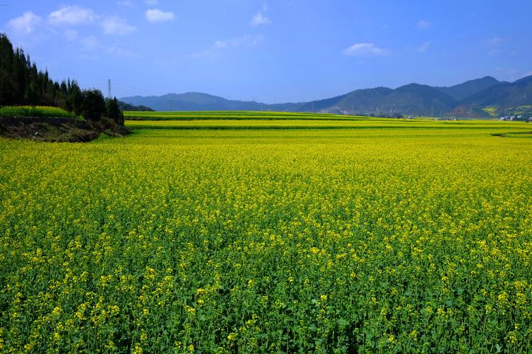 平鲁油菜花景点要门票吗?罗平油菜花收不收费-图2 平鲁油菜花景点要门票吗?罗平油菜花收不收费-图2