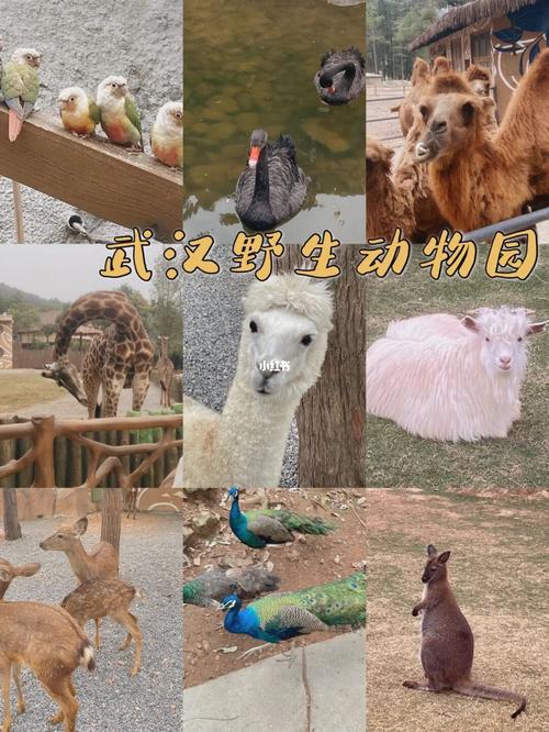 武汉野生动物园门票?武汉动物园停车收费-图3 武汉野生动物园门票?武汉动物园停车收费-图3