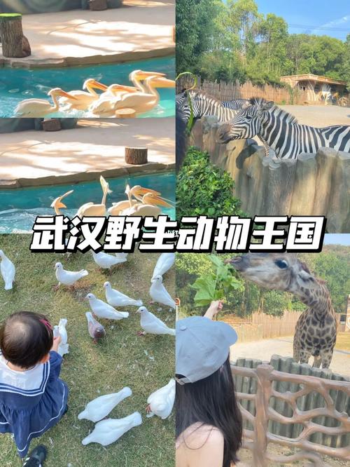 武汉野生动物园门票?武汉动物园停车收费-图2 武汉野生动物园门票?武汉动物园停车收费-图2