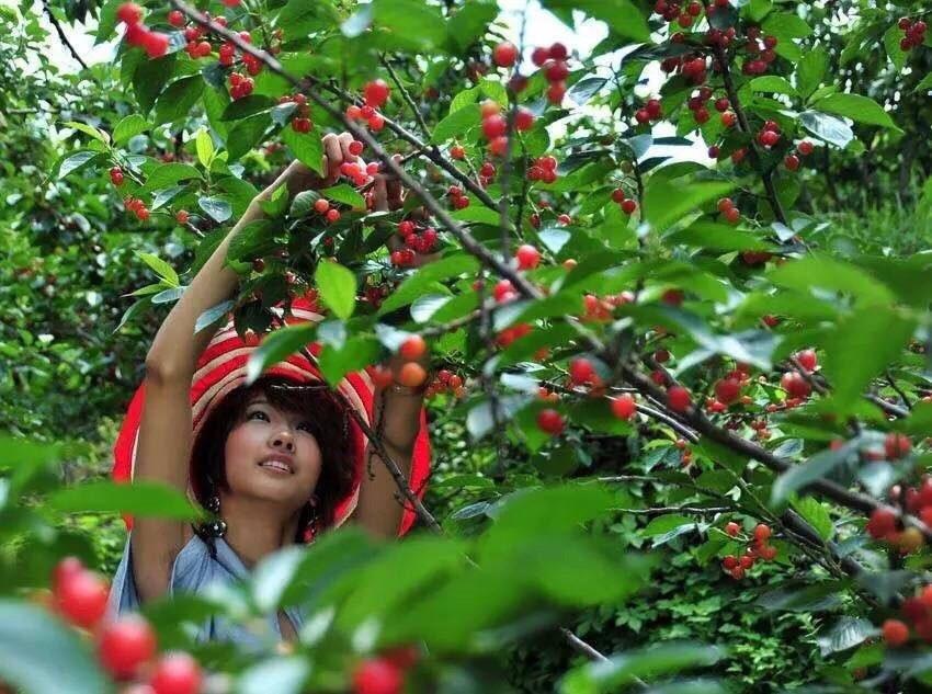沂南樱桃采摘时间？沂南五彩山收费么-图2