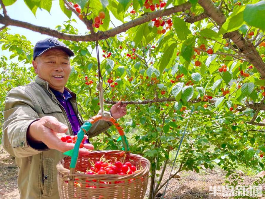 沂南樱桃采摘时间？沂南五彩山收费么-图3