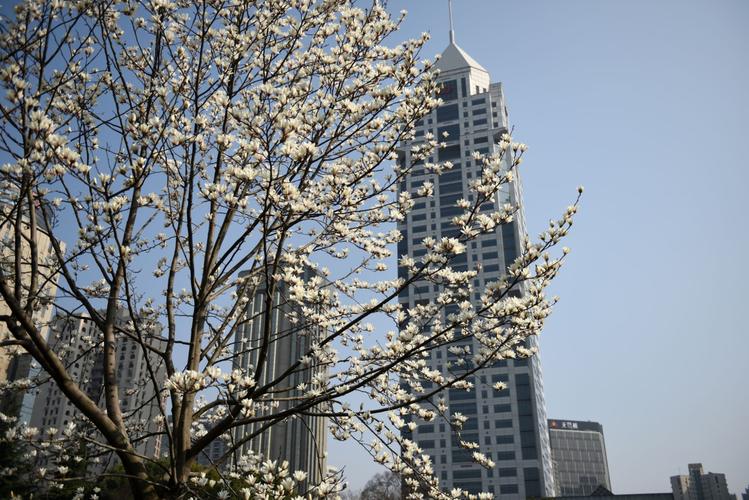 上海白玉兰观赏地点？金桥公园停车收费吗