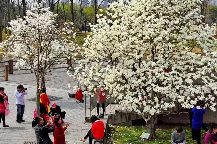 上海白玉兰观赏地点?金桥公园停车收费吗-图3 上海白玉兰观赏地点?金桥公园停车收费吗-图3