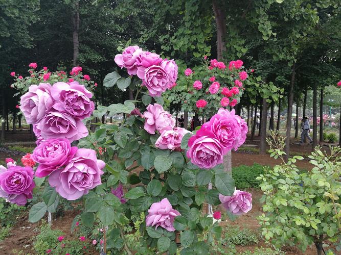 临沂花卉市场哪里卖月季花的多?临沂月季园收费吗-图2 临沂花卉市场哪里卖月季花的多?临沂月季园收费吗-图2