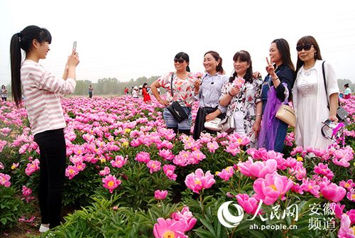 安徽芍药花哪里最多？2017六安芍药节收费吗-图2