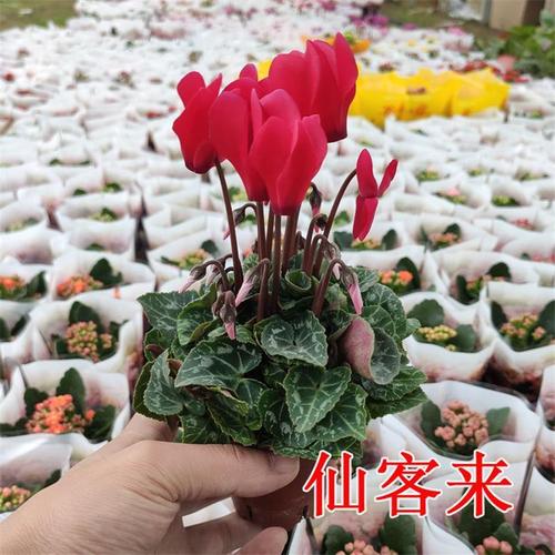 兔子花能放在室外吗？长春仙客来幼儿园收费