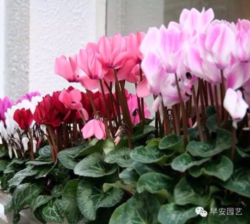 兔子花能放在室外吗?长春仙客来幼儿园收费-图3 兔子花能放在室外吗?长春仙客来幼儿园收费-图3