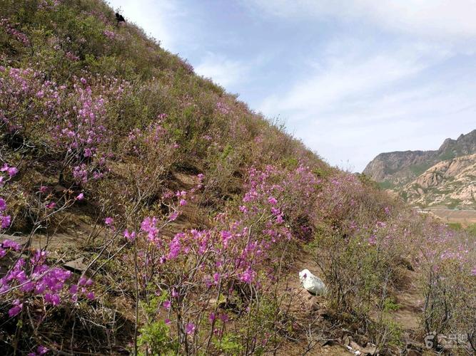 承德看野生映山红哪里好？丰宁南关映山红收费吗