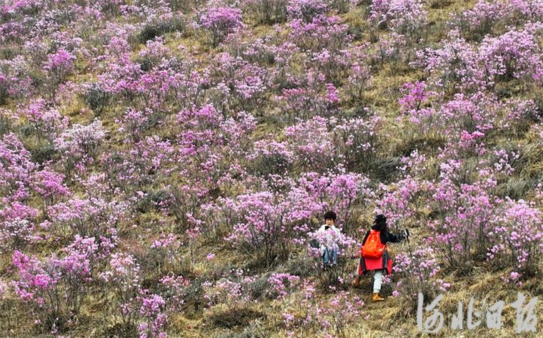 承德看野生映山红哪里好?丰宁南关映山红收费吗-图3 承德看野生映山红哪里好?丰宁南关映山红收费吗-图3
