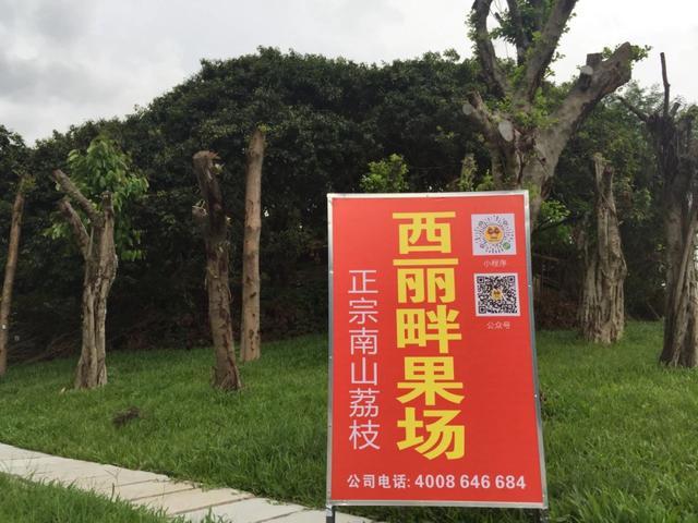 深圳哪里有荔枝摘?横岗天下第一农庄收费-图2 深圳哪里有荔枝摘?横岗天下第一农庄收费-图2