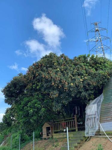 深圳哪里有荔枝摘?横岗天下第一农庄收费-图1 深圳哪里有荔枝摘?横岗天下第一农庄收费-图1