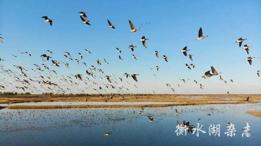 衡水湖和衡水湖湿地公园是一个吗?冀州森林公园收费吗-图2 衡水湖和衡水湖湿地公园是一个吗?冀州森林公园收费吗-图2
