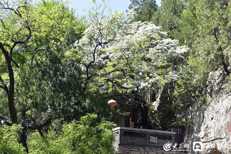 青州流苏林什么时候开?青州雀山收费吗-图3 青州流苏林什么时候开?青州雀山收费吗-图3