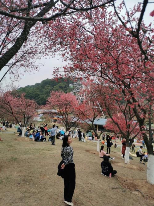 忠仑公园樱花开放时间?厦门市忠仑公园收费吗-图2 忠仑公园樱花开放时间?厦门市忠仑公园收费吗-图2