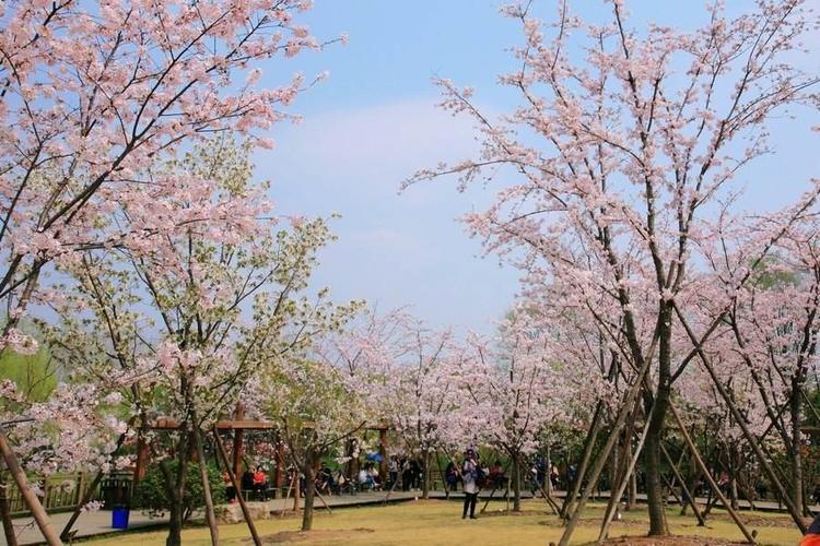 忠仑公园樱花开放时间?厦门市忠仑公园收费吗-图3 忠仑公园樱花开放时间?厦门市忠仑公园收费吗-图3