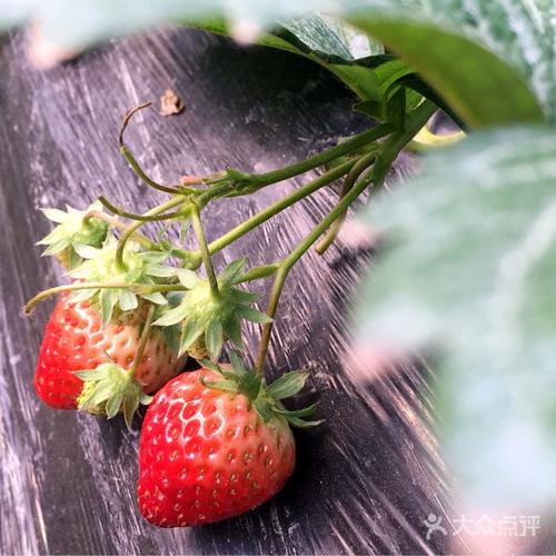 新都哪里有上档次又好吃的餐厅?新都草莓基地怎么收费-图3 新都哪里有上档次又好吃的餐厅?新都草莓基地怎么收费-图3