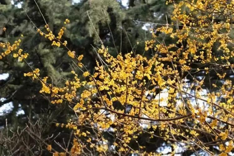 银川哪里有腊梅花?银川高速路口收费站-图2 银川哪里有腊梅花?银川高速路口收费站-图2