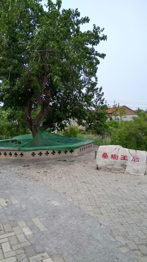 无棣县有啥好玩的地方?无棣千年古桑园收费吗-图2 无棣县有啥好玩的地方?无棣千年古桑园收费吗-图2
