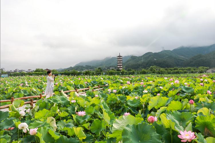 金华看荷花在什么地方?武义柳城荷花收费-图2 金华看荷花在什么地方?武义柳城荷花收费-图2