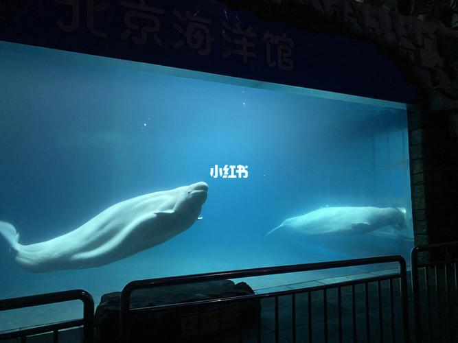 北京海洋馆一天是可以随便进出吗?北京海洋馆表演收费吗-图3 北京海洋馆一天是可以随便进出吗?北京海洋馆表演收费吗-图3