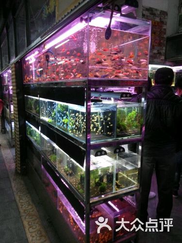 长春花鸟鱼市场哪个好?长春哪里停车不收费-图1 长春花鸟鱼市场哪个好?长春哪里停车不收费-图1