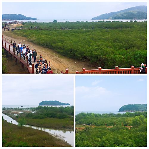 海陵岛红树林赶海的最佳时间?海陵岛红树林收费标准-图2 海陵岛红树林赶海的最佳时间?海陵岛红树林收费标准-图2