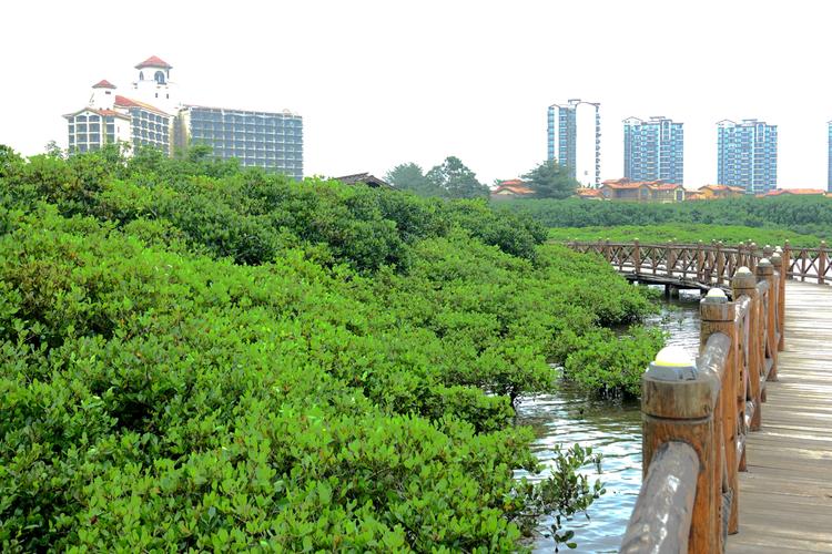 红树林海滨公园停车场怎么收费?红树林收费吗-图3 红树林海滨公园停车场怎么收费?红树林收费吗-图3