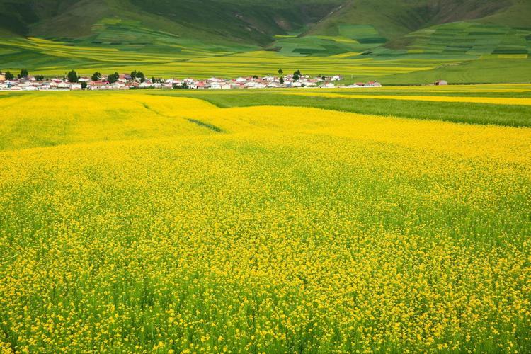 青海对蒙免票景点?湟源看油菜花收费吗-图1 青海对蒙免票景点?湟源看油菜花收费吗-图1