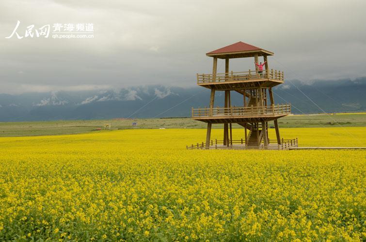 青海对蒙免票景点?湟源看油菜花收费吗-图2 青海对蒙免票景点?湟源看油菜花收费吗-图2