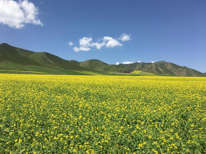 青海对蒙免票景点?湟源看油菜花收费吗-图3 青海对蒙免票景点?湟源看油菜花收费吗-图3