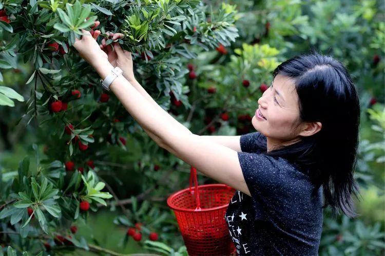草莓是绿通吗?收费站杨梅大丰收-图2 草莓是绿通吗?收费站杨梅大丰收-图2