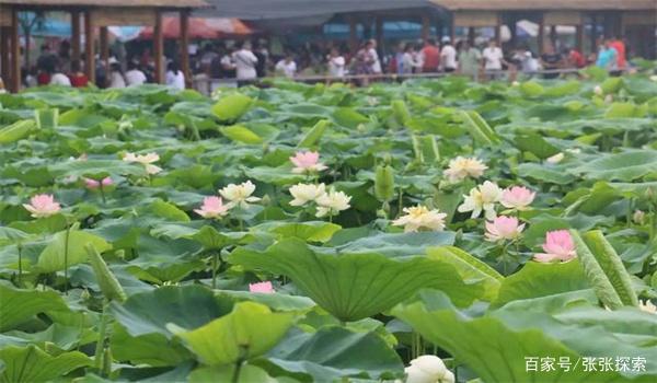 河南荷花观赏地点？2017年孟津荷花园收费