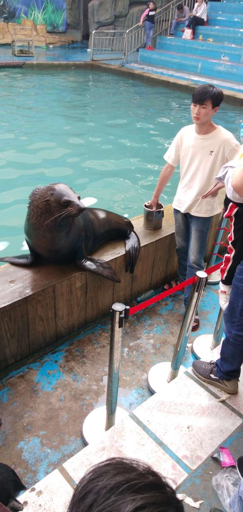 漳州市动物园海狮表演是几点?漳州动物园表演收费吗-图3 漳州市动物园海狮表演是几点?漳州动物园表演收费吗-图3