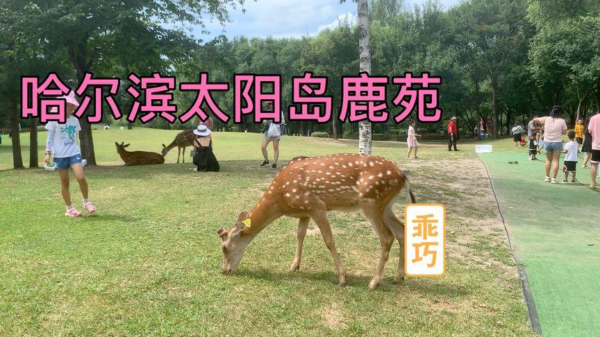 太阳岛鹿苑正常营业吗？太阳岛冬天收费吗
