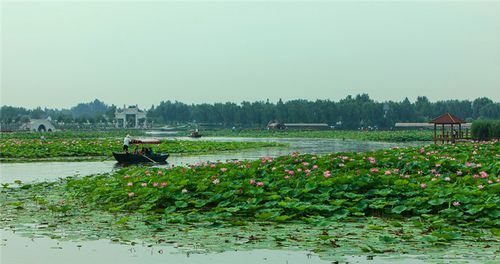 任丘有白洋淀吗?安新县明珠公园收费吗-图3 任丘有白洋淀吗?安新县明珠公园收费吗-图3